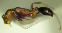 Monomorium phoenicum