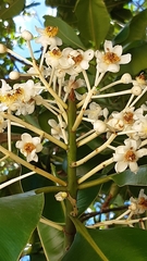 Calophyllum inophyllum image