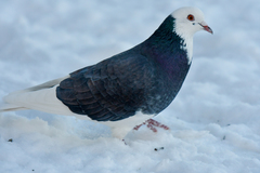 Columba livia domestica