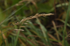 Trisetum flavescens