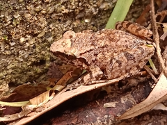 Limnonectes hascheanus