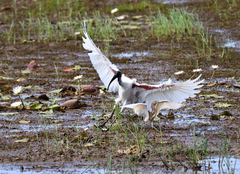 Threskiornis melanocephalus