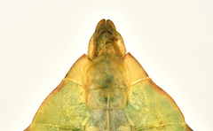 Pulchriphyllium shurei