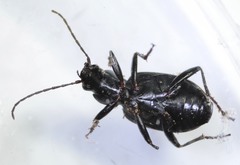 Platynina