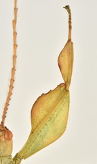 Pulchriphyllium shurei