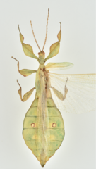 Pulchriphyllium shurei