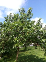 Iochroma arborescens
