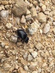 Carabus finitimus
