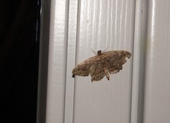 Philereme transversata