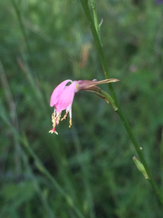 Oenothera podocarpa