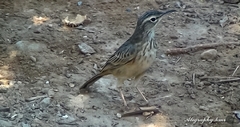 Long-Billed Pipit photo 3