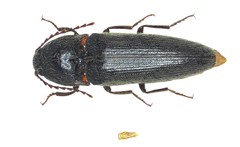 Melanotus miscellus