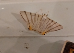 Opisthoxia metargyria