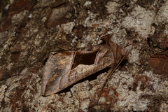 Enigmogramma feisthamelli