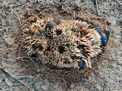 Atelerix albiventris