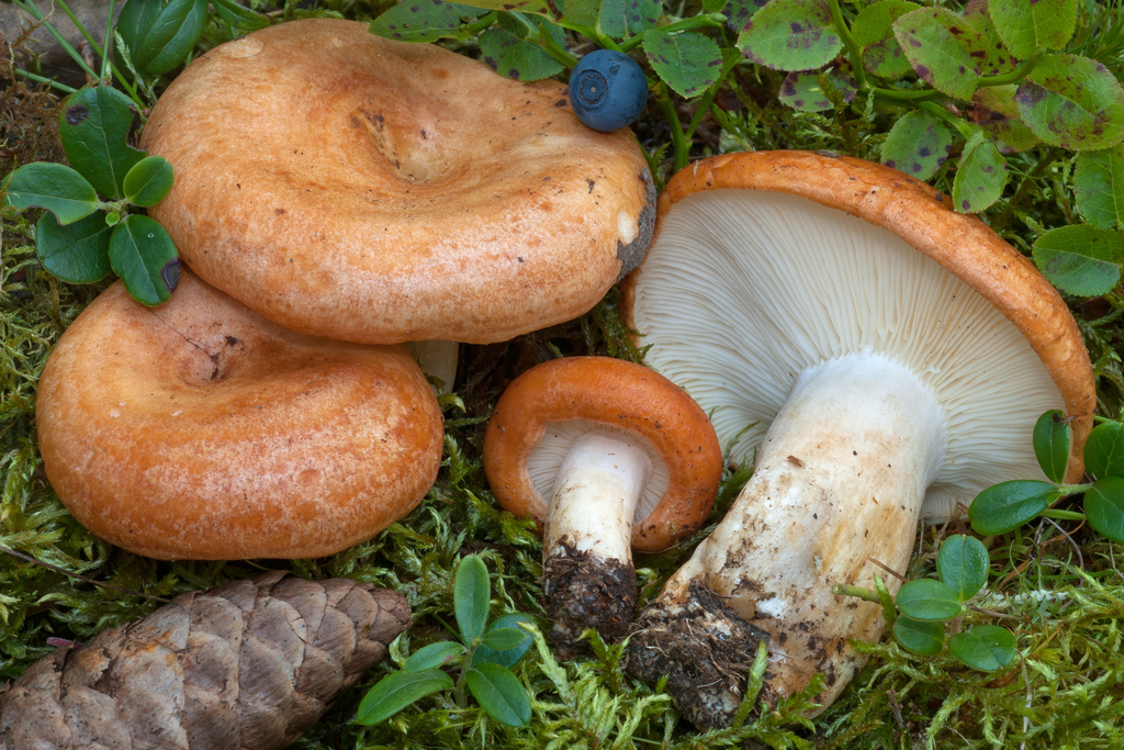 Lactarius zonarioides