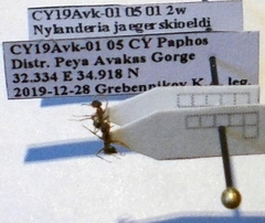 Nylanderia jaegerskioeldi