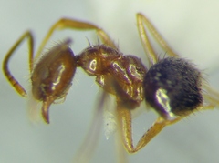 Nylanderia jaegerskioeldi