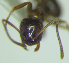 Nylanderia jaegerskioeldi