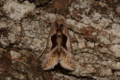 Enigmogramma feisthamelli