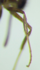 Nylanderia jaegerskioeldi