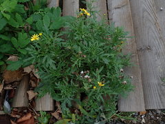 Senecio squalidus