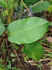 Calathea lutea