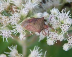 Euschistus ictericus