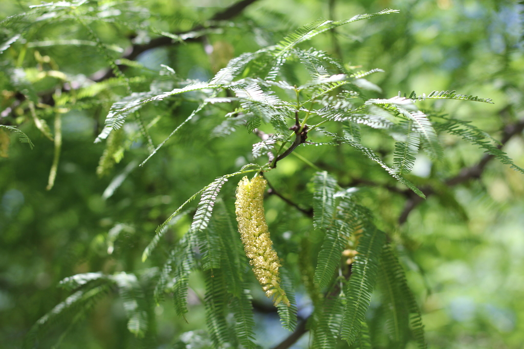 Prosopis alba Griseb.