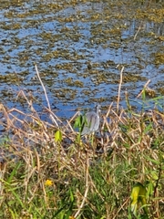 Egretta tricolor image