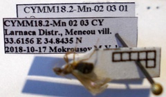 Nylanderia jaegerskioeldi