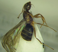 Nylanderia jaegerskioeldi