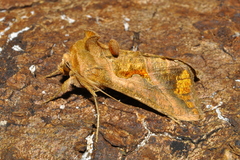 Plusiinae