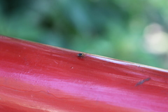 Aspidobothrys ruficeps