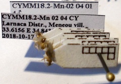 Nylanderia jaegerskioeldi