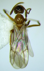 Nylanderia jaegerskioeldi