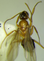 Nylanderia jaegerskioeldi