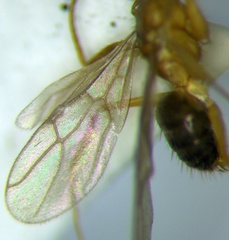 Nylanderia jaegerskioeldi