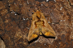 Plusiinae
