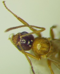 Nylanderia jaegerskioeldi