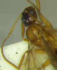 Nylanderia jaegerskioeldi