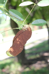 Ravenelia platensis