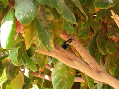 Cinnyris asiaticus