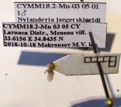 Nylanderia jaegerskioeldi