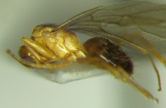 Nylanderia jaegerskioeldi