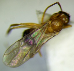 Nylanderia jaegerskioeldi