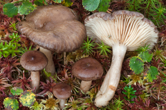 Lactarius pilatii