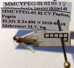 Nylanderia jaegerskioeldi