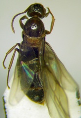 Nylanderia jaegerskioeldi