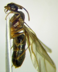 Nylanderia jaegerskioeldi